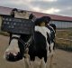 Want More Milk? Try Equipping Cows With Virtual Reality